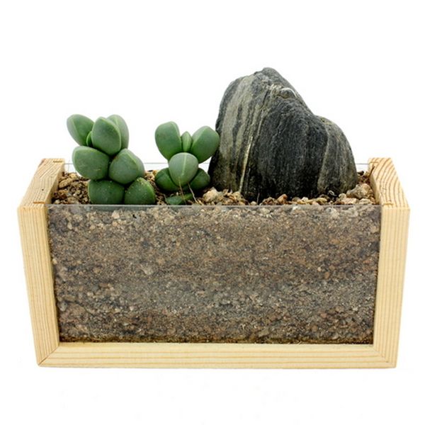 [하프클럽][바보사랑] 에코스톤 다육투명화분 (10인용세트)